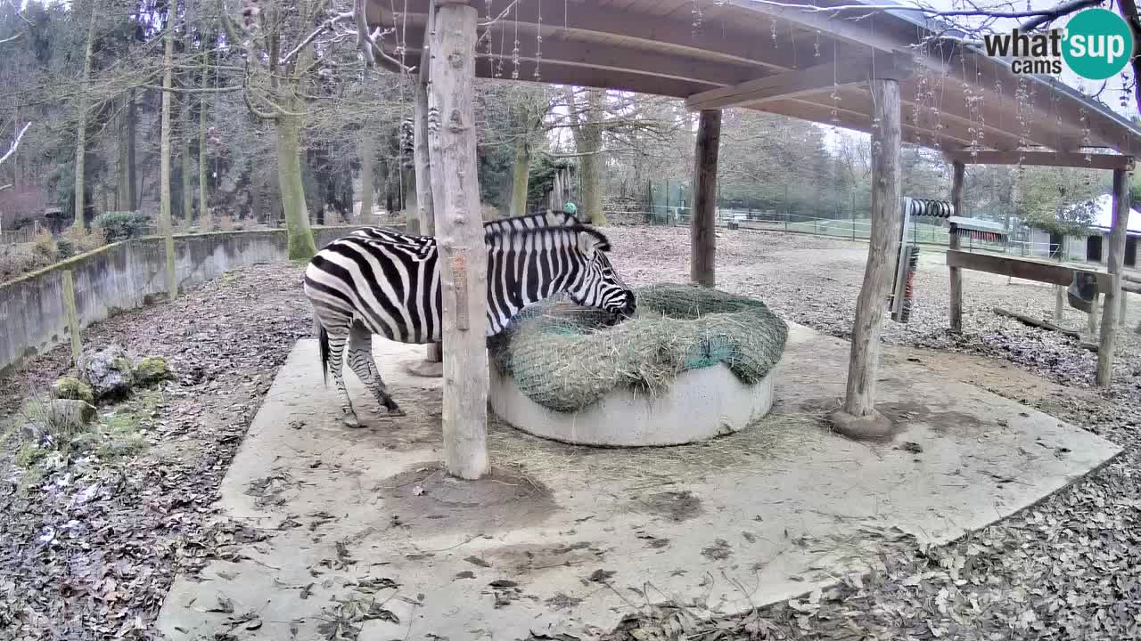 Live Webcam Zebras in Ljubljana ZOO – Slowenien