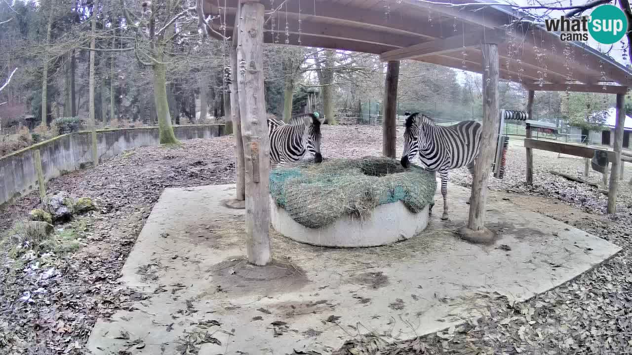 Le Zebre nello ZOO di Ljubljana – Slovenia Live webcam