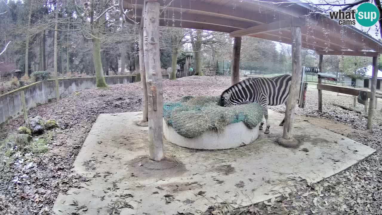 Le Zebre nello ZOO di Ljubljana – Slovenia Live webcam