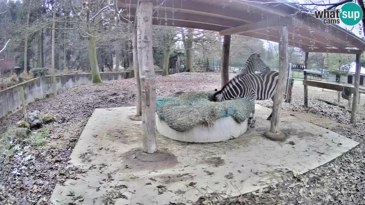 Zebre v živo v živalskem vrtu Ljubljana ZOO spletne kamere