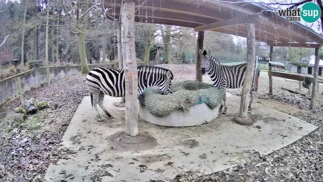 Zebre v živo v živalskem vrtu Ljubljana ZOO spletne kamere