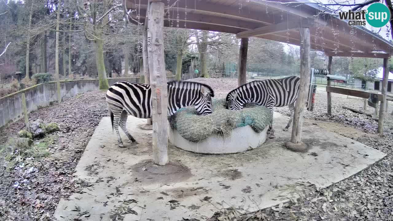 Zebre v živo v živalskem vrtu Ljubljana ZOO spletne kamere