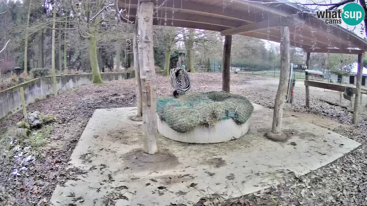 Zebre v živo v živalskem vrtu Ljubljana ZOO spletne kamere