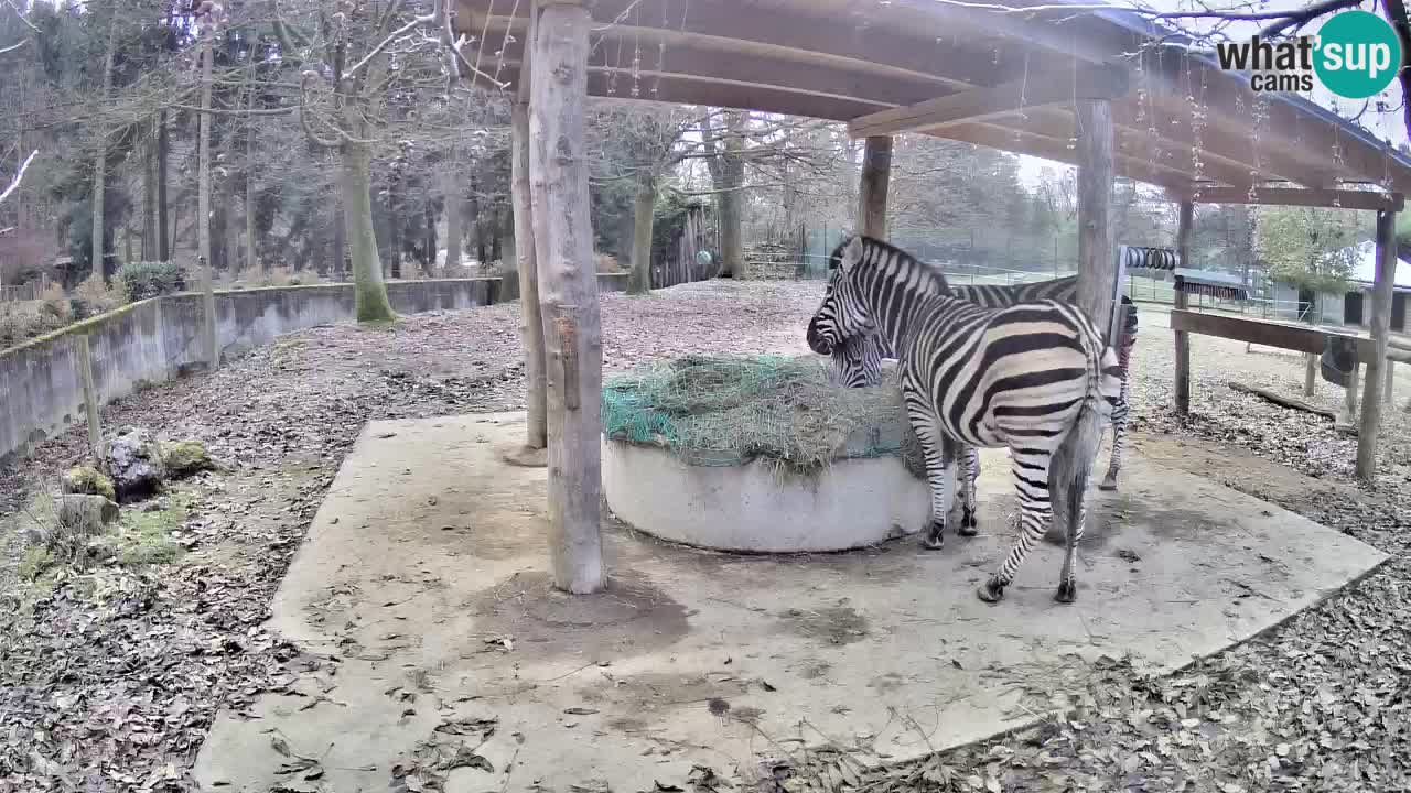 Zebre v živo v živalskem vrtu Ljubljana ZOO spletne kamere