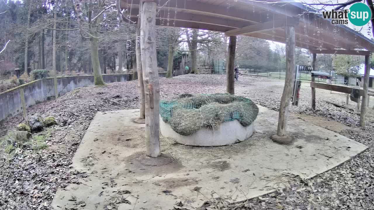 Zebre v živo v živalskem vrtu Ljubljana ZOO spletne kamere