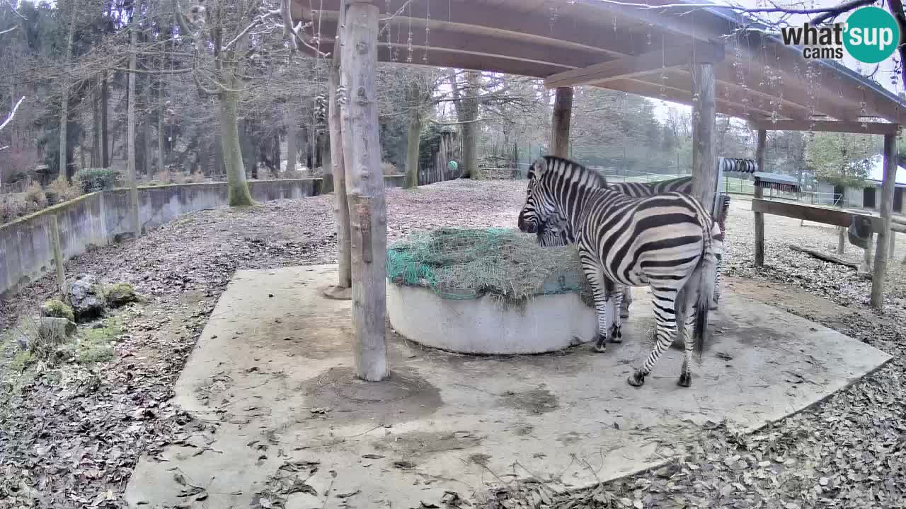 Le Zebre nello ZOO di Ljubljana – Slovenia Live webcam