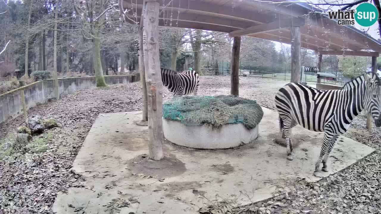 Zebre v živo v živalskem vrtu Ljubljana ZOO spletne kamere