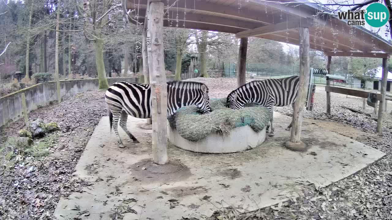 Web kamera uživo Zebras u ZOO Ljubljana – Slovenija