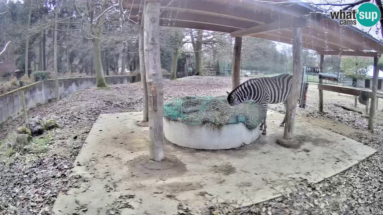 Zebre v živo v živalskem vrtu Ljubljana ZOO spletne kamere