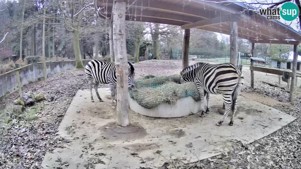 Le Zebre nello ZOO di Ljubljana – Slovenia Live webcam