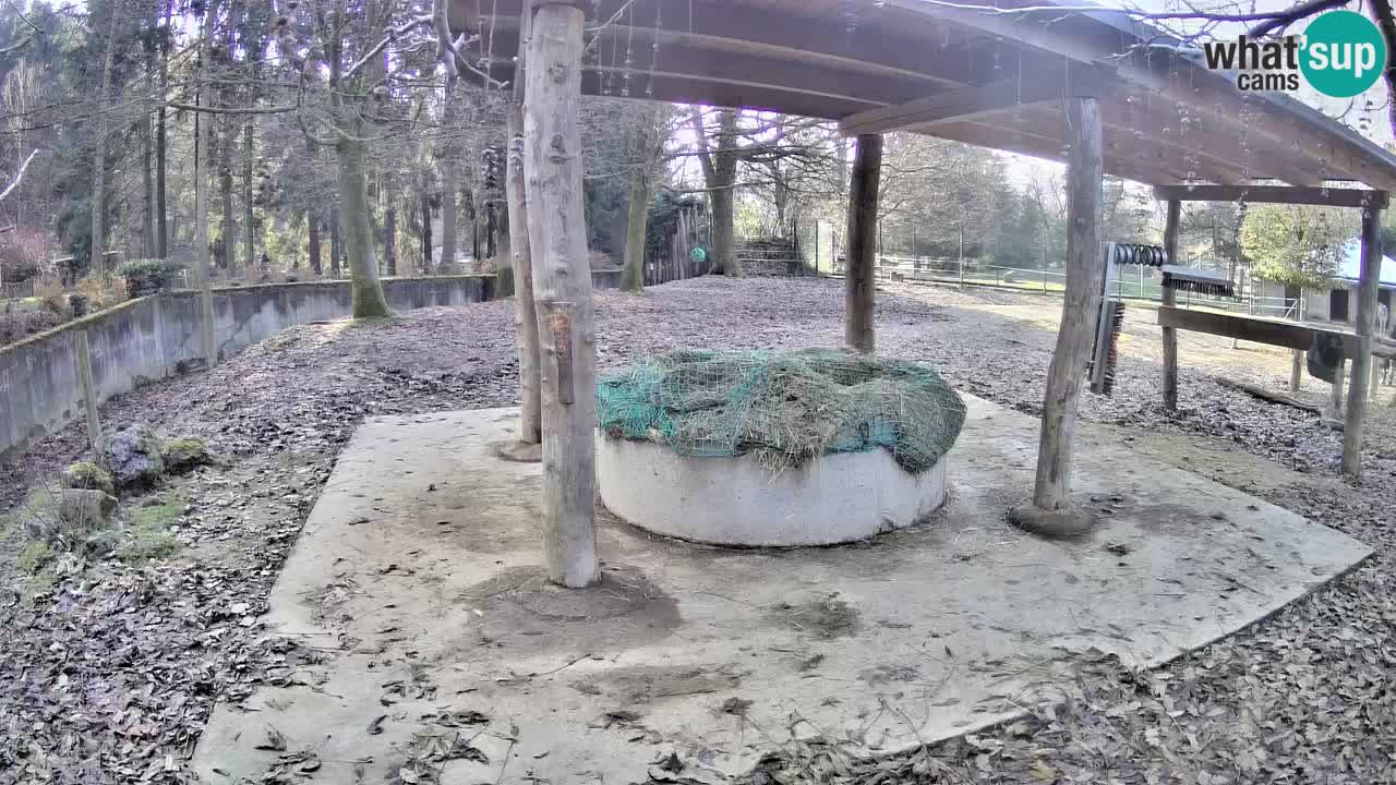 Zebre v živo v živalskem vrtu Ljubljana ZOO spletne kamere