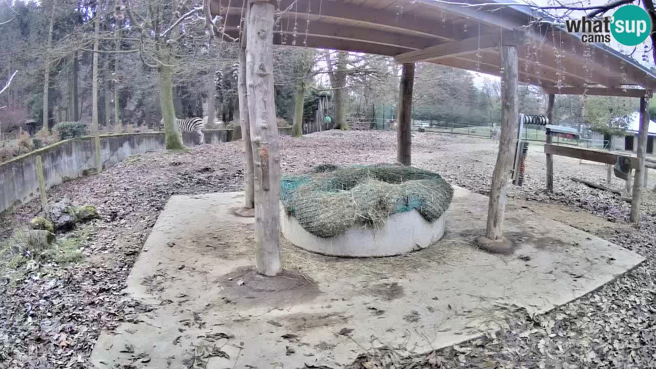 Zebre v živo v živalskem vrtu Ljubljana ZOO spletne kamere