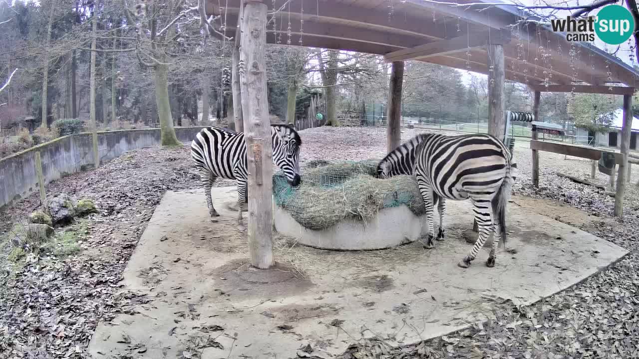 Le Zebre nello ZOO di Ljubljana – Slovenia Live webcam