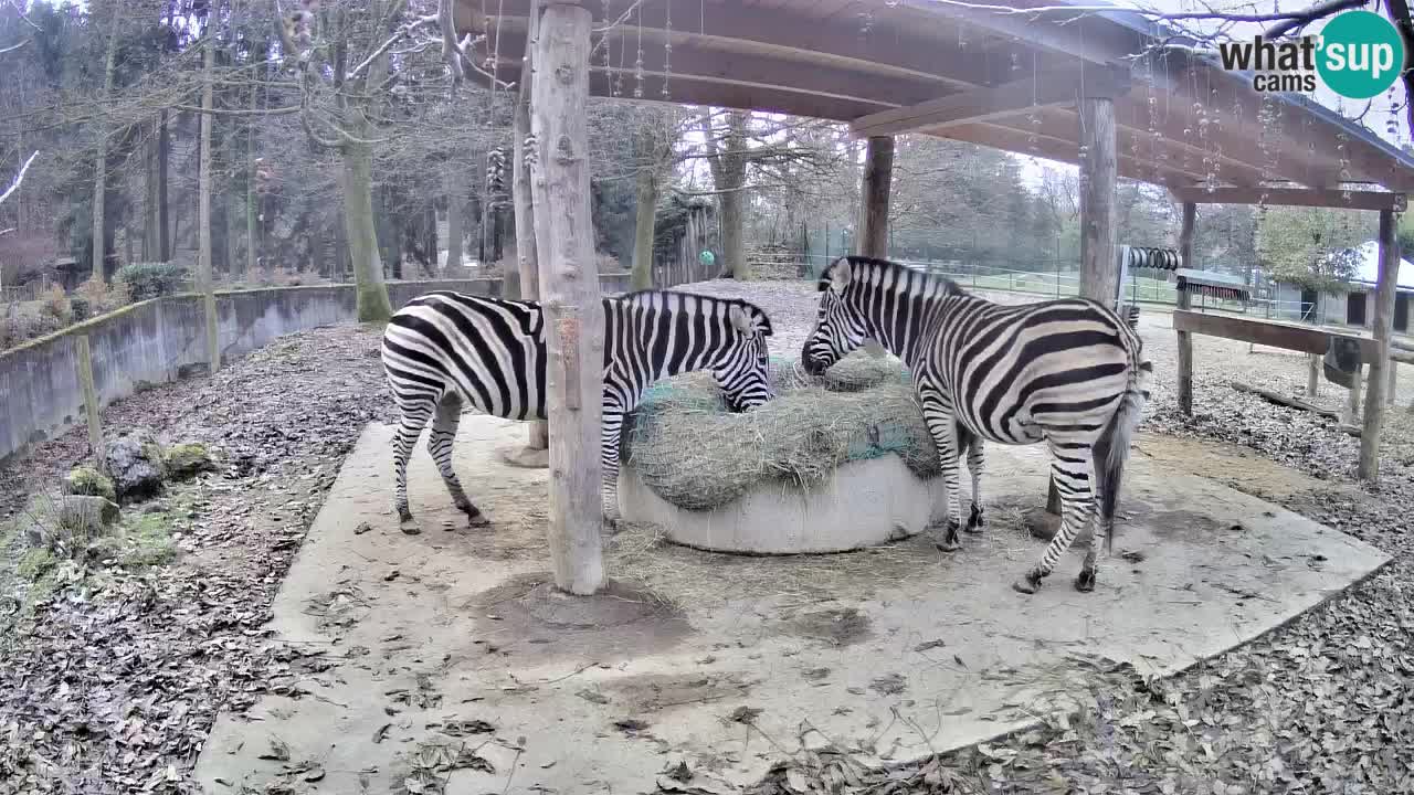 Zebre v živo v živalskem vrtu Ljubljana ZOO spletne kamere