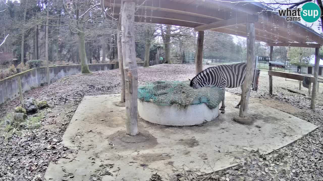 Le Zebre nello ZOO di Ljubljana – Slovenia Live webcam