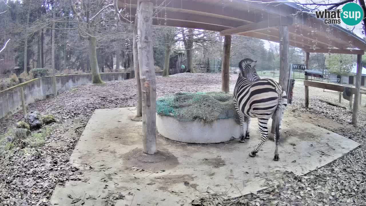 Camera en vivo Cebras in Ljubljana ZOO – Eslovenia