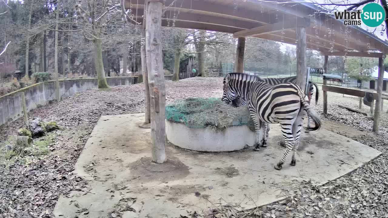 Camera en vivo Cebras in Ljubljana ZOO – Eslovenia