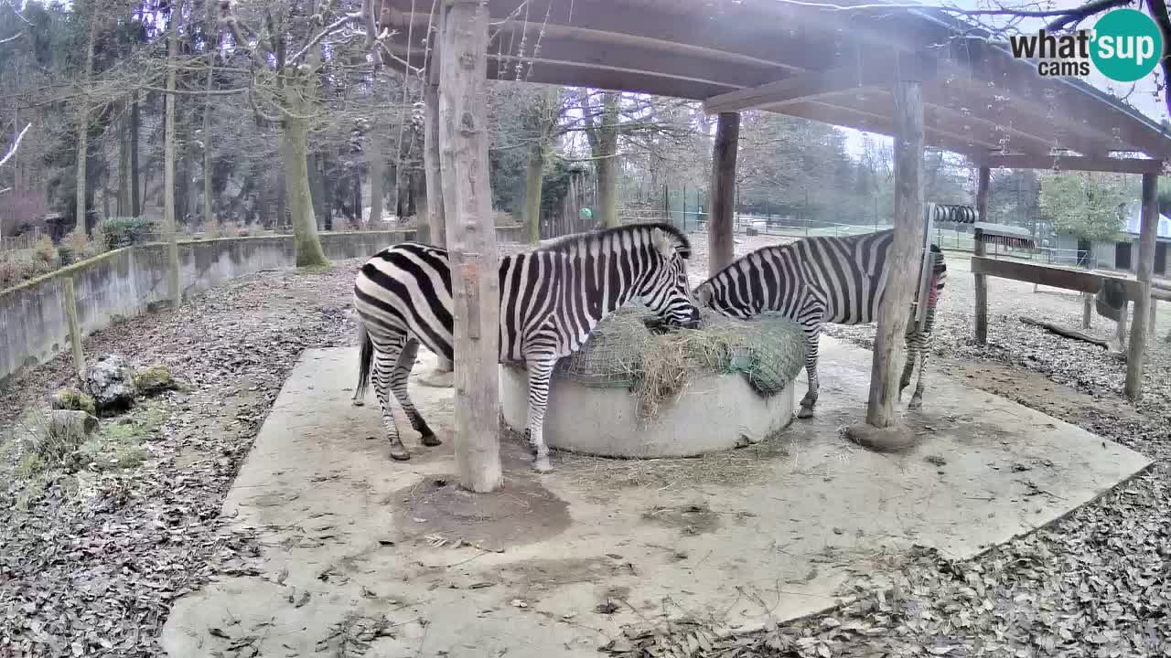 Le Zebre nello ZOO di Ljubljana – Slovenia Live webcam