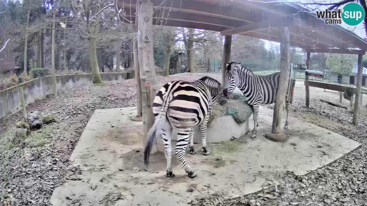 Le Zebre nello ZOO di Ljubljana – Slovenia Live webcam