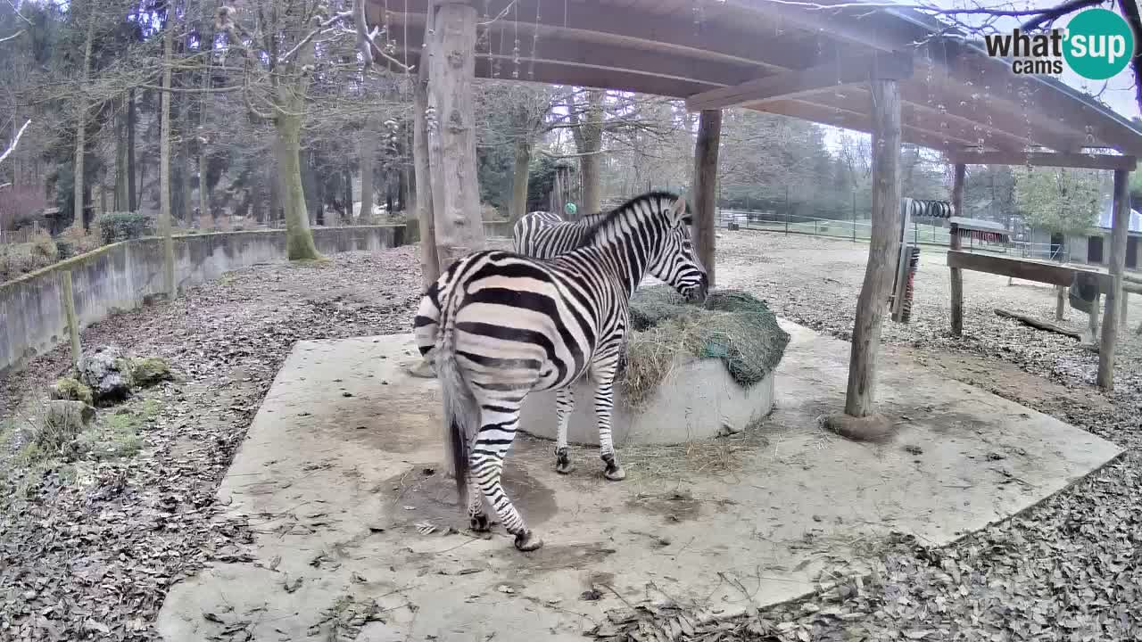 Zebre v živo v živalskem vrtu Ljubljana ZOO spletne kamere