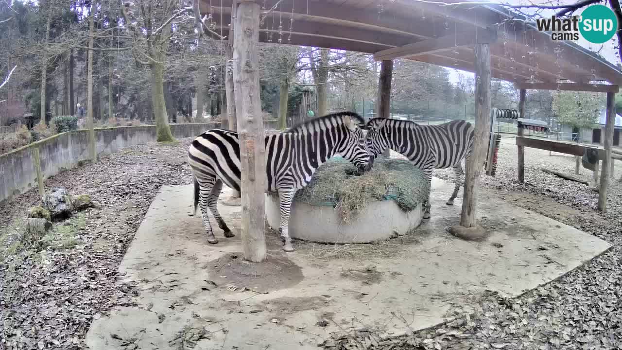 Le Zebre nello ZOO di Ljubljana – Slovenia Live webcam