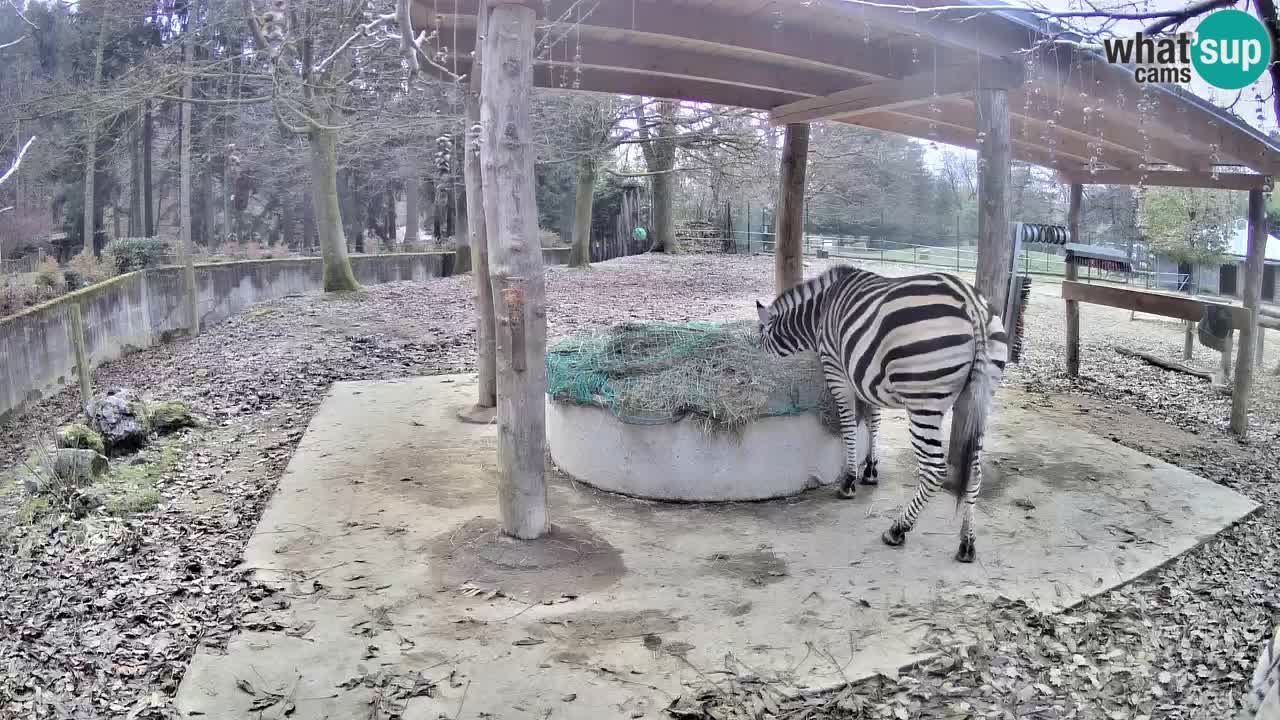 Live Webcam Zebras in Ljubljana ZOO – Slowenien