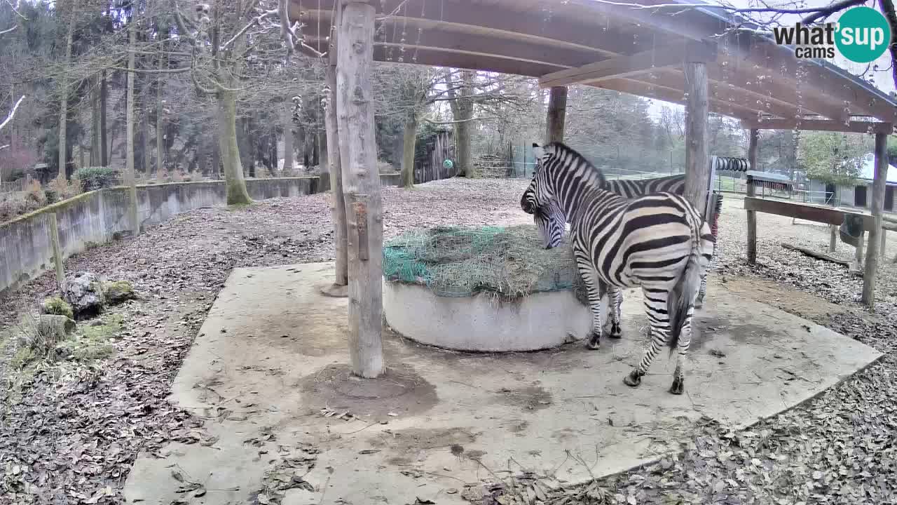 Zebre v živo v živalskem vrtu Ljubljana ZOO spletne kamere