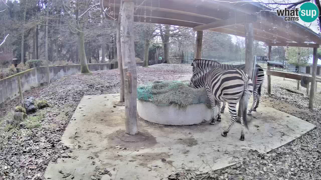 Zebre v živo v živalskem vrtu Ljubljana ZOO spletne kamere