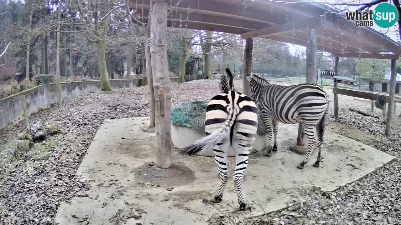 Zebre v živo v živalskem vrtu Ljubljana ZOO spletne kamere