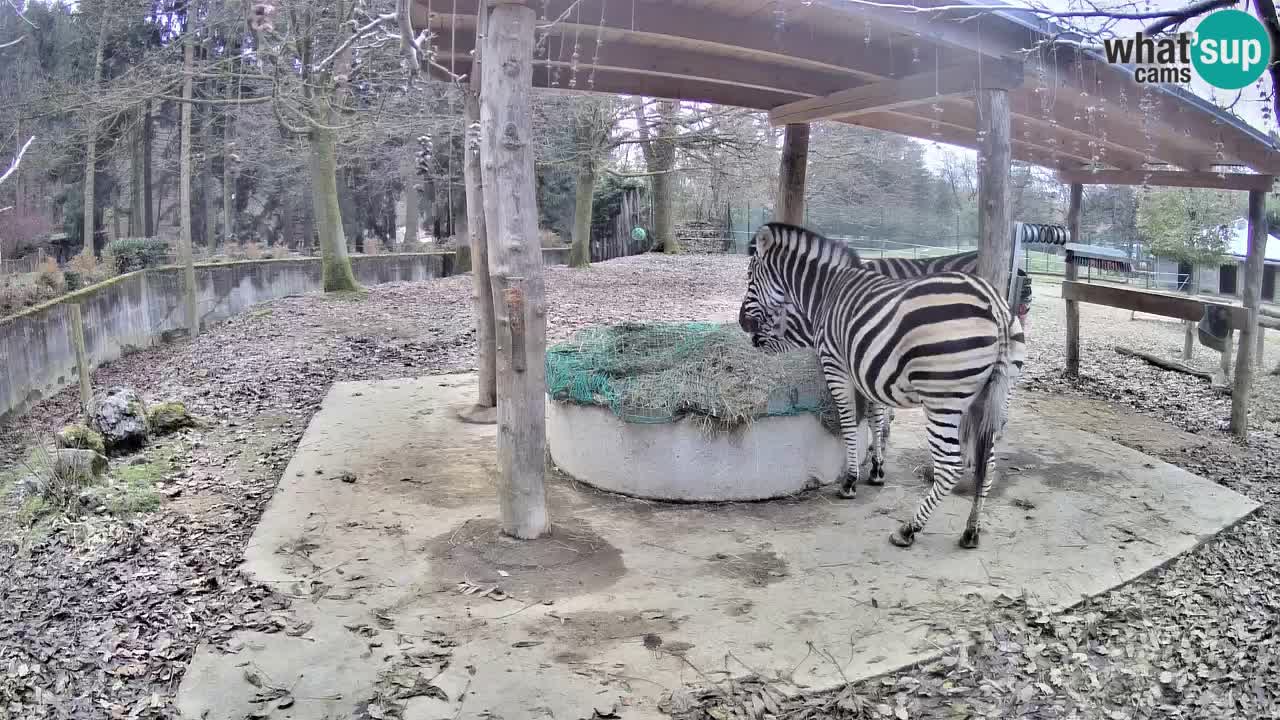 Live Webcam Zebras in Ljubljana ZOO – Slowenien