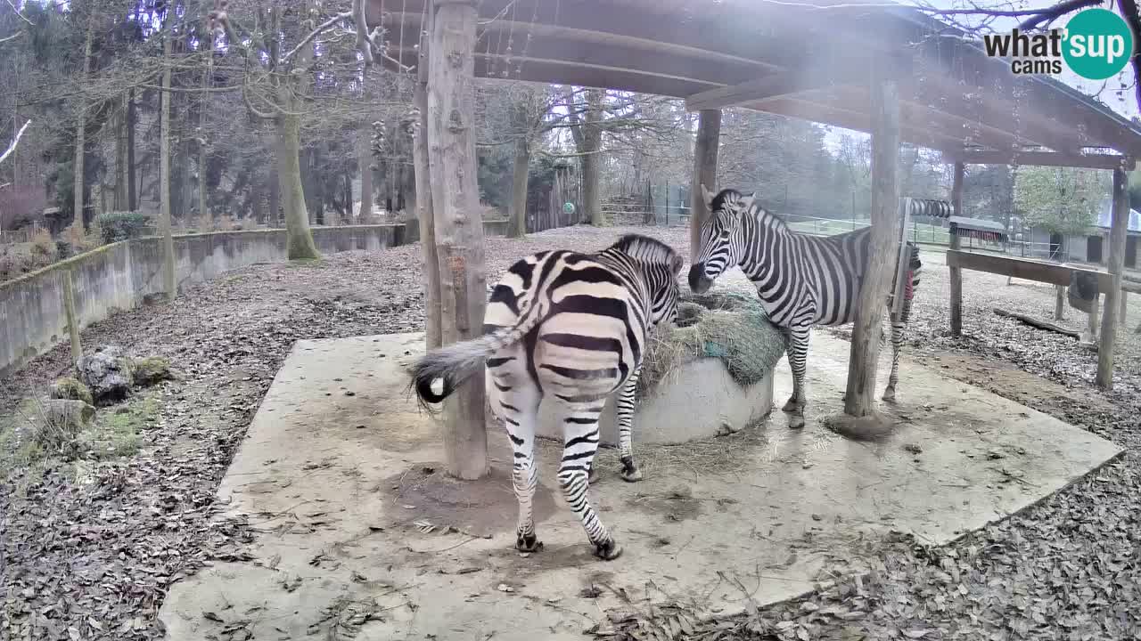 Le Zebre nello ZOO di Ljubljana – Slovenia Live webcam