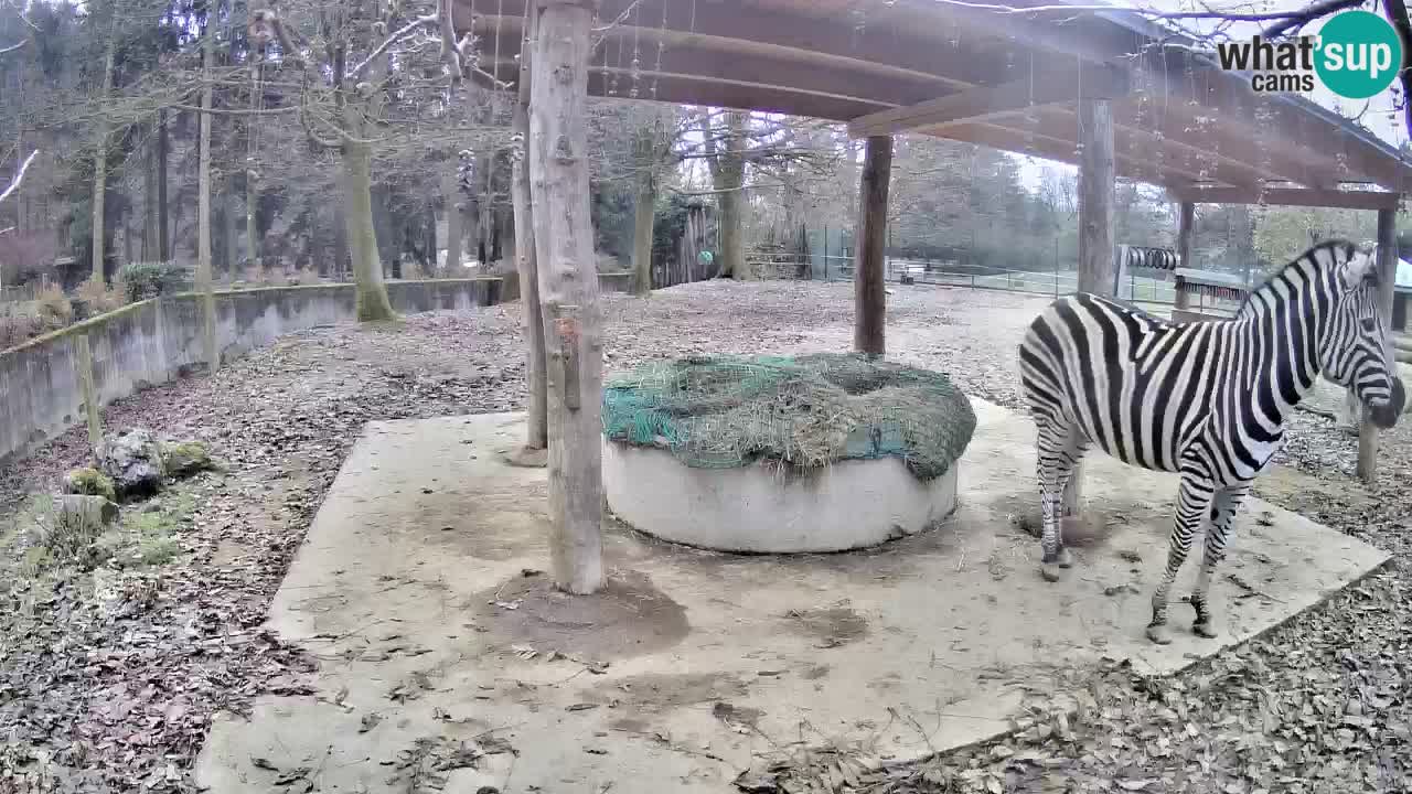 Le Zebre nello ZOO di Ljubljana – Slovenia Live webcam