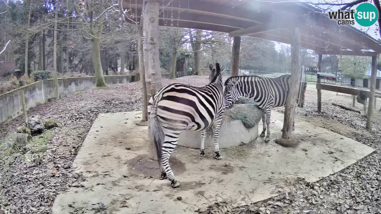 Zebre v živo v živalskem vrtu Ljubljana ZOO spletne kamere