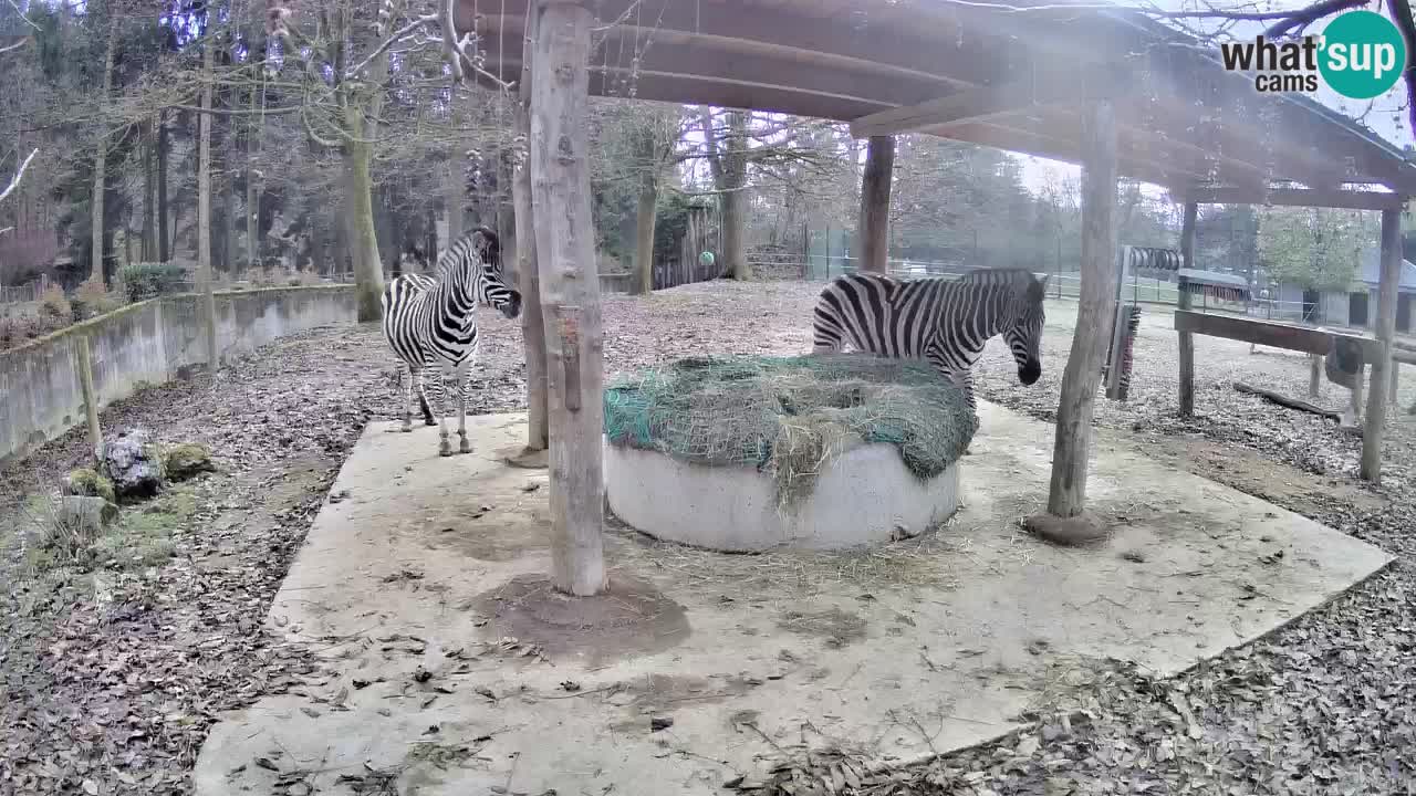 Web kamera uživo Zebras u ZOO Ljubljana – Slovenija