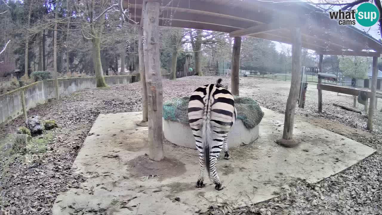 Live Webcam Zebras in Ljubljana ZOO – Slowenien