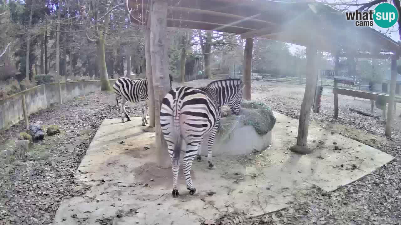 Le Zebre nello ZOO di Ljubljana – Slovenia Live webcam