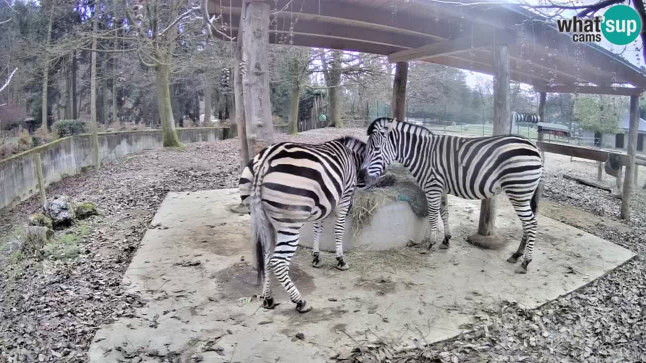 Zebre v živo v živalskem vrtu Ljubljana ZOO spletne kamere