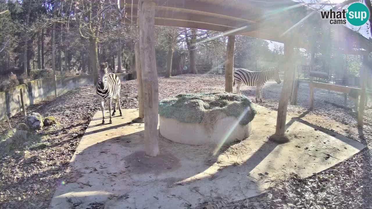 Zebre v živo v živalskem vrtu Ljubljana ZOO spletne kamere