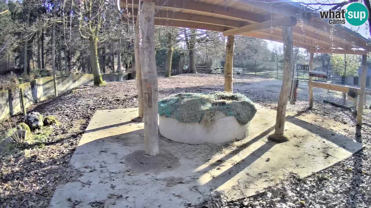 Zebre v živo v živalskem vrtu Ljubljana ZOO spletne kamere