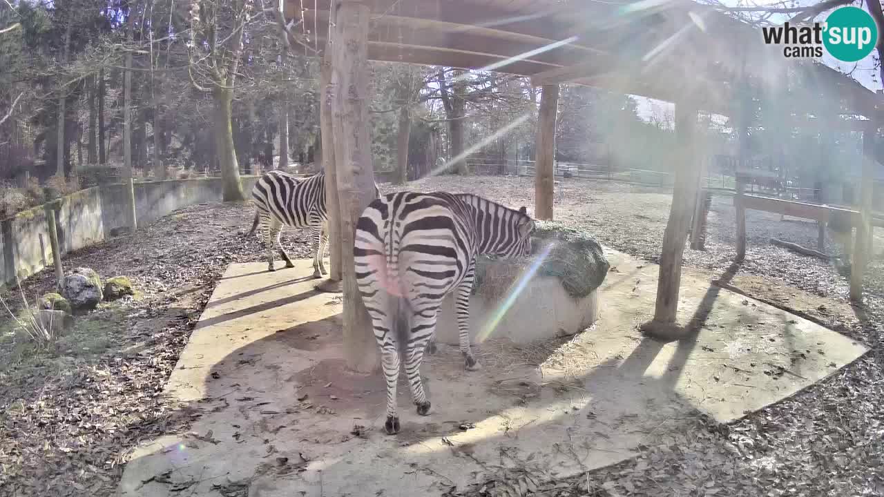 Web kamera uživo Zebras u ZOO Ljubljana – Slovenija