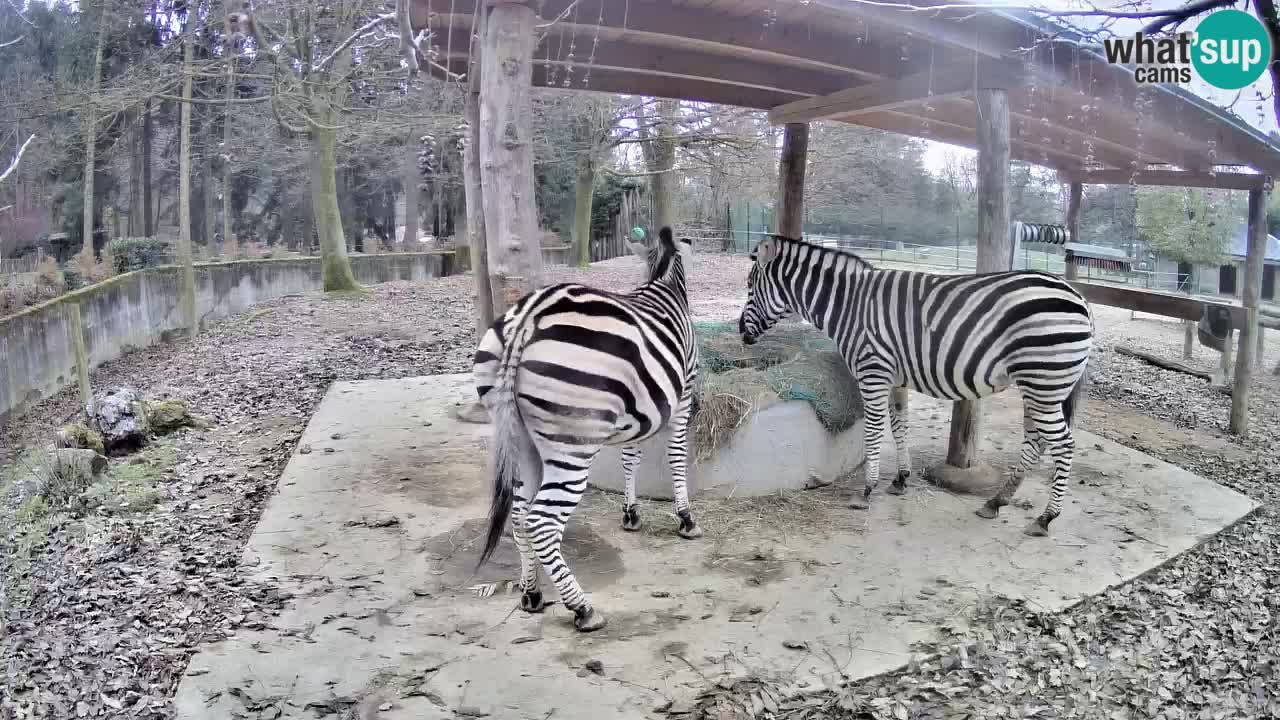 Le Zebre nello ZOO di Ljubljana – Slovenia Live webcam