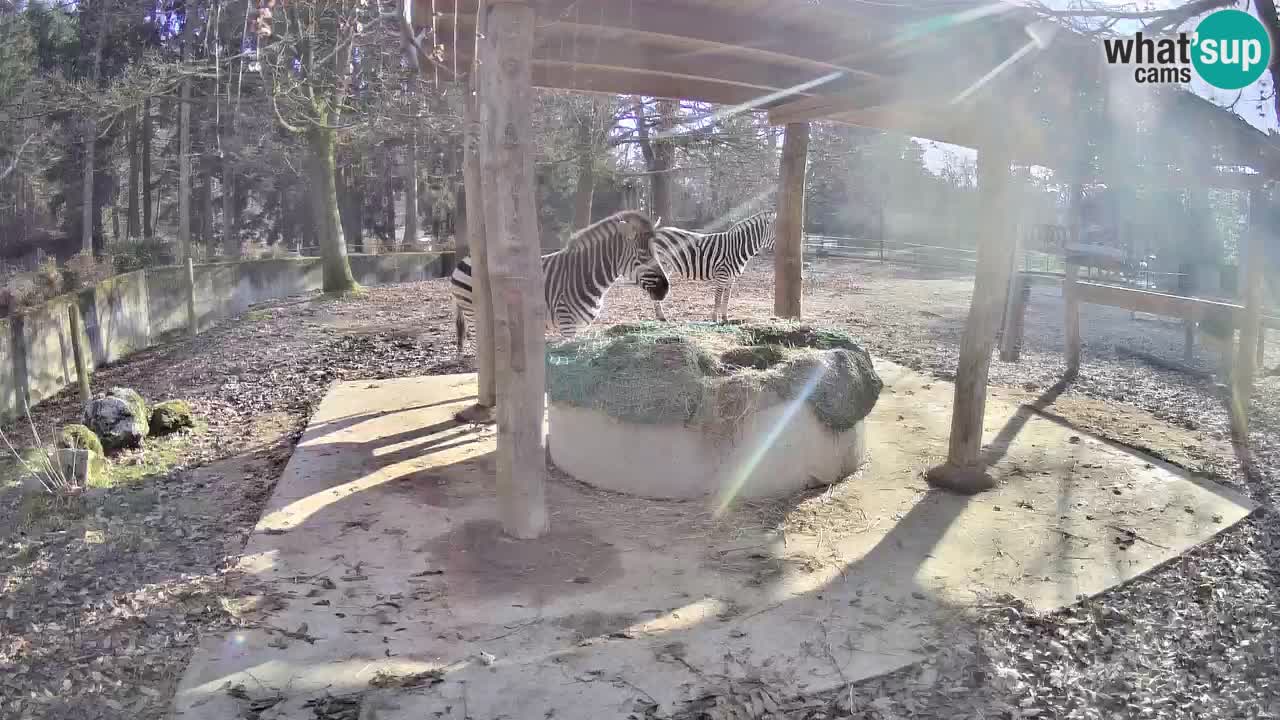 Web kamera uživo Zebras u ZOO Ljubljana – Slovenija