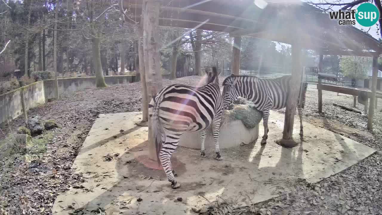 Zebre v živo v živalskem vrtu Ljubljana ZOO spletne kamere