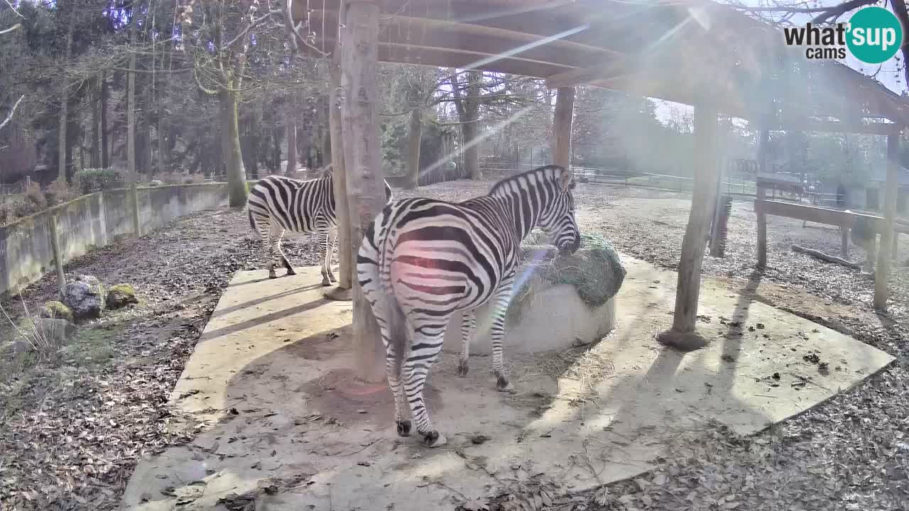 Live Webcam Zebras in Ljubljana ZOO – Slowenien