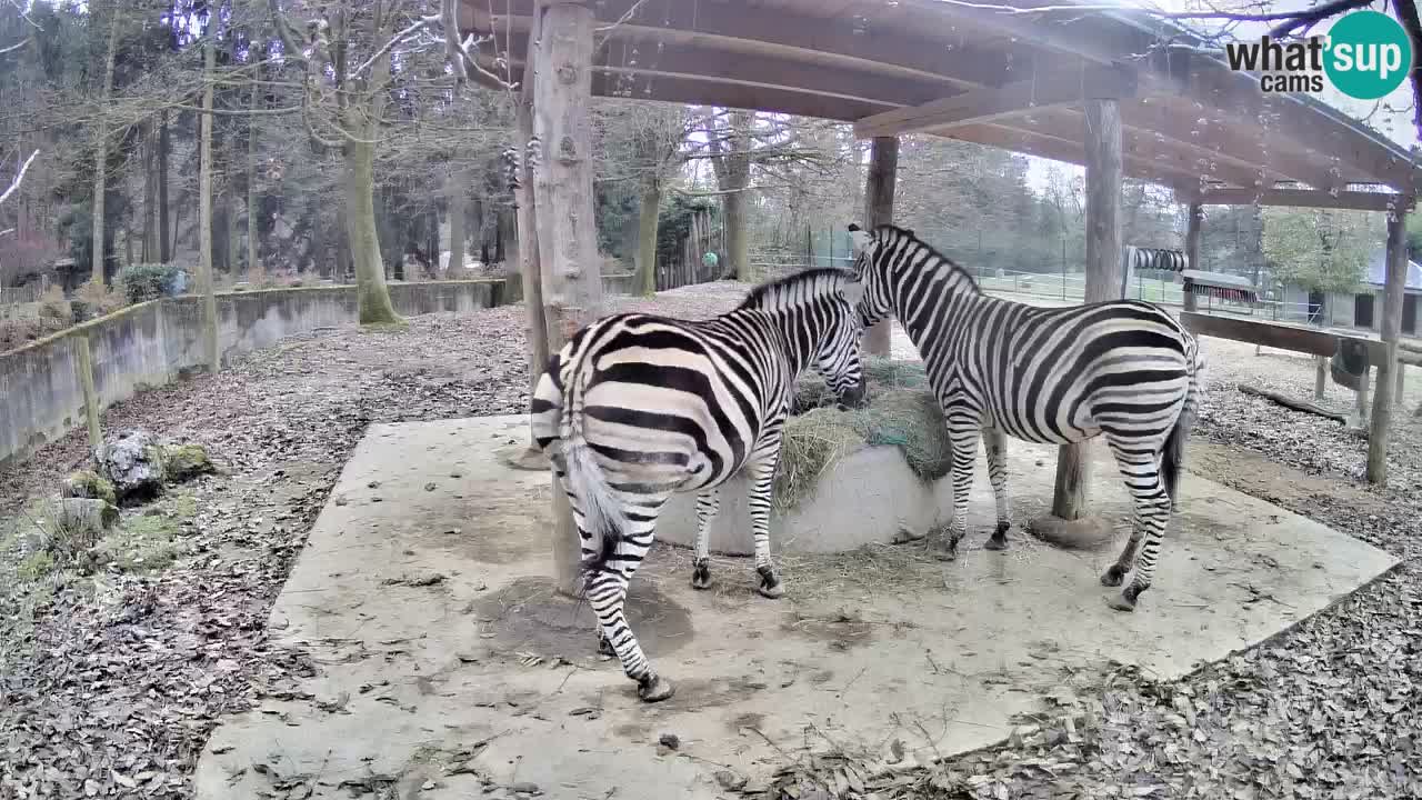 Le Zebre nello ZOO di Ljubljana – Slovenia Live webcam