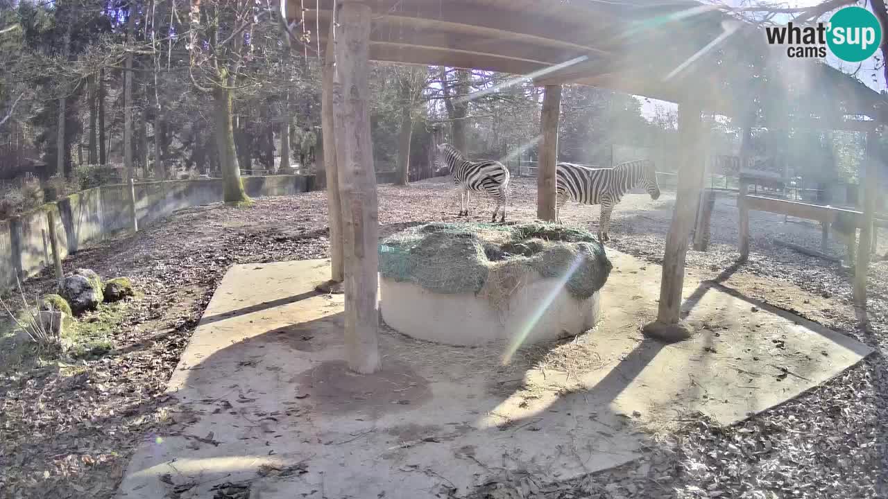 Zebre v živo v živalskem vrtu Ljubljana ZOO spletne kamere