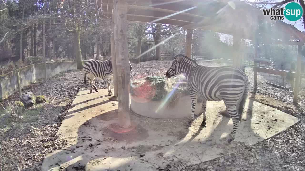 Web kamera uživo Zebras u ZOO Ljubljana – Slovenija