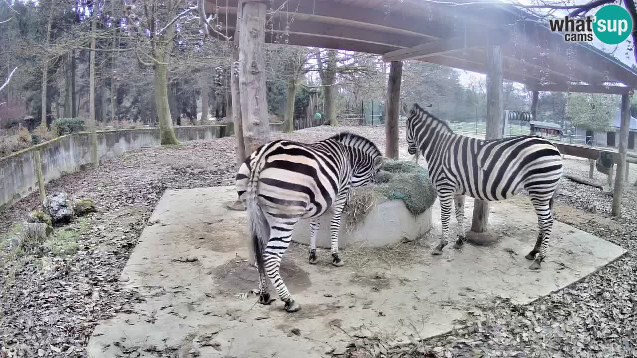 Live Webcam Zebras in Ljubljana ZOO – Slowenien