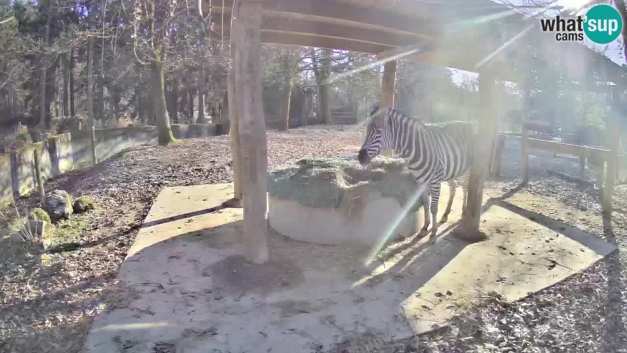 Camera en vivo Cebras in Ljubljana ZOO – Eslovenia