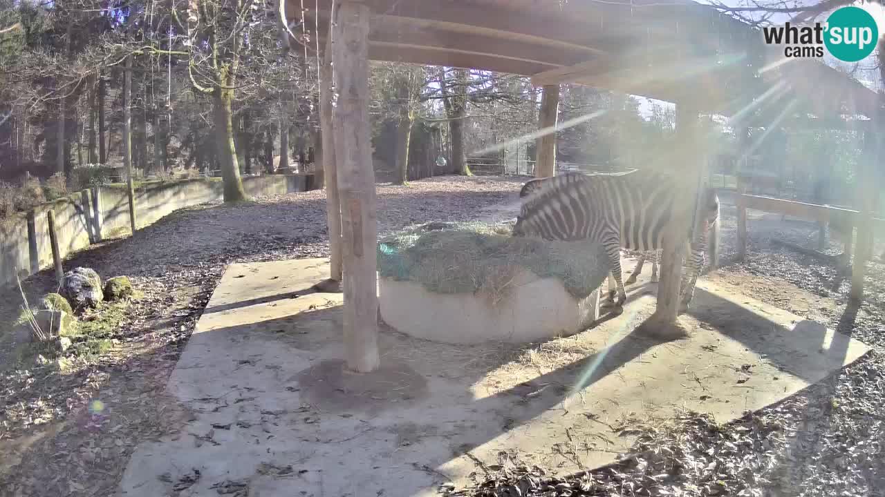 Le Zebre nello ZOO di Ljubljana – Slovenia Live webcam